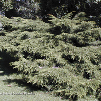 Miniature Juniperus x pfitzeriana