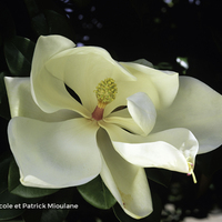 Miniature Magnolia grandiflora