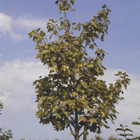Miniature Acer pseudoplatanus 'Leopoldii'