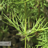 Miniature Coreopsis verticillata