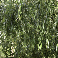 Miniature Salix babylonica 'Pendula'