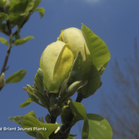 Miniature Magnolia x brooklynensis 'Yellow Bird'
