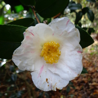 Miniature Camellia japonica 'Aki-no-yama'