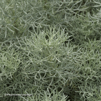 Miniature Artemisia alba 'Canescens'