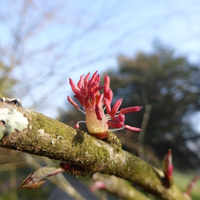 Miniature Cercidiphyllum japonicum