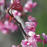 Miniature Cercis canadensis 'Forest Pansy'