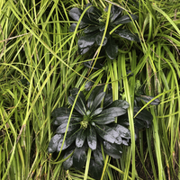 Miniature Euphorbia amygdaloides subsp. robbiae