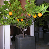 Miniature Citrus x aurantium ( Sweet Orange Group )