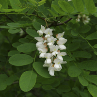 Miniature Robinia pseudoacacia