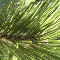Miniature Pinus thunbergii