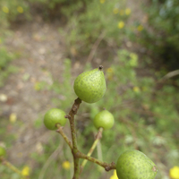 Miniature Phellodendron amurense