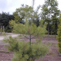Miniature Pinus strobus