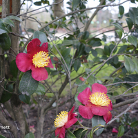 Miniature Camellia x vernalis 'Yuletide'