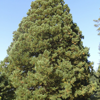 Miniature Sequoiadendron giganteum