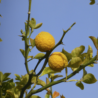 Miniature Citrus trifoliata