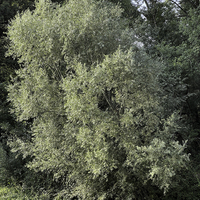 Miniature Salix alba