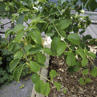 Miniature Prunus mahaleb