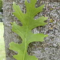 Miniature Quercus shumardii