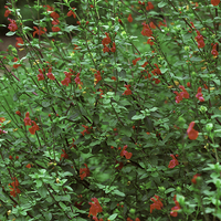 Miniature Salvia microphylla