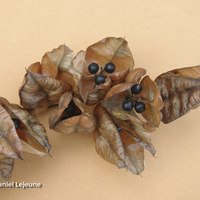Miniature Koelreuteria paniculata