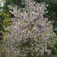 Miniature Prunus incisa 'Kojo-no-mai'