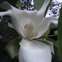 Miniature Magnolia macrophylla