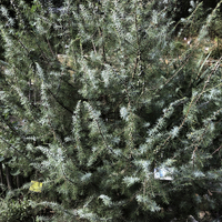 Miniature Juniperus oxycedrus
