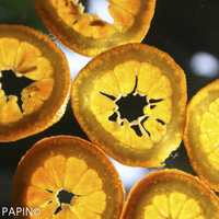Miniature Citrus x aurantium ( Sweet Orange Group )