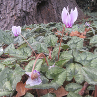 Miniature Cyclamen hederifolium