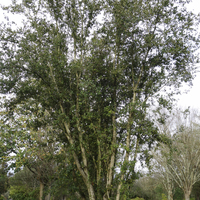 Miniature Quercus phillyreoides