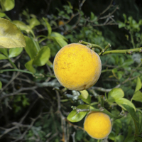 Miniature Citrus trifoliata