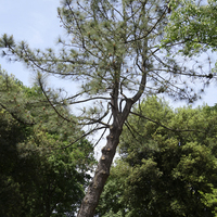 Miniature Pinus coulteri