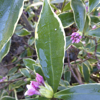 Miniature Daphne odora 'Aureomarginata'