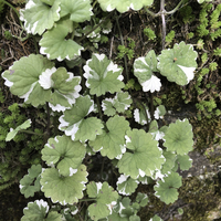 Miniature Glechoma hederacea 'Variegata'