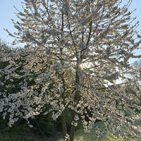 Miniature Prunus cerasus