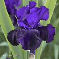 Miniature Iris 'Tuxedo'