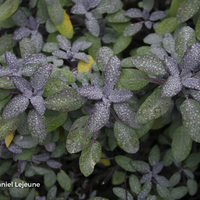 Miniature Salvia officinalis 'Purpurascens'