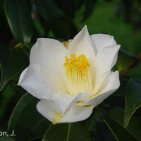 Miniature Camellia japonica 'Lily Pons'
