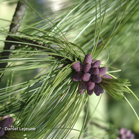 Miniature Pinus wallichiana