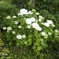Miniature Hydrangea arborescens 'Annabelle'