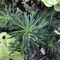 Miniature Euphorbia cyparissias