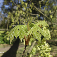 Miniature Acer macrophyllum