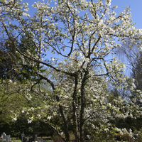 Miniature Magnolia kobus
