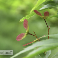 Miniature Acer palmatum