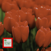 Miniature Tulipa 'Parade'