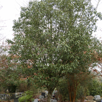 Miniature Quercus glauca