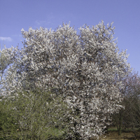 Miniature Prunus cerasifera 'Pissardii'
