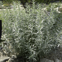 Miniature Artemisia ludoviciana