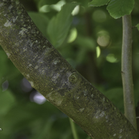 Miniature Parrotia persica