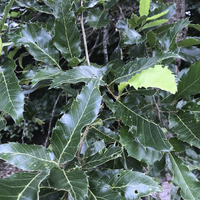 Miniature Quercus castaneifolia